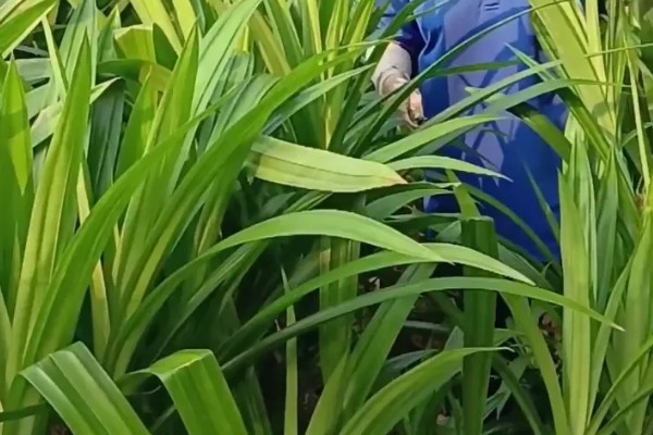 斑斓叶的种植方法,一般采用分株方法