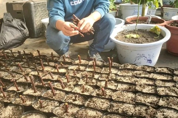 葡萄是什么藤本植物,属于木质藤本植物