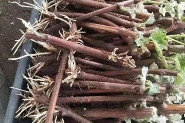 葡萄是什么藤本植物,属于木质藤本植物