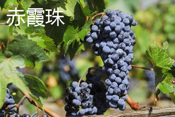 葡萄是什么藤本植物,属于木质藤本植物