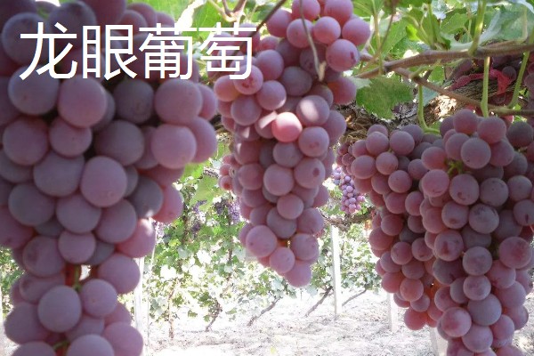 葡萄是什么藤本植物,属于木质藤本植物