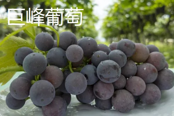 葡萄是什么藤本植物,属于木质藤本植物