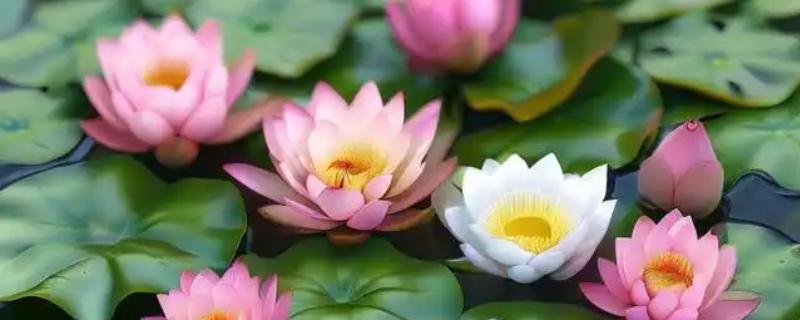 莲花有什么种类，常见千瓣莲、古莲、舞妃莲、印度红睡莲