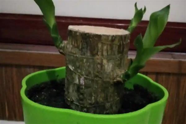 怎么土培巴西木的木桩，每隔5-7天浇一次水