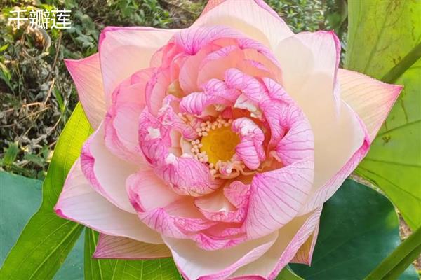 莲花有什么种类，常见千瓣莲、古莲、舞妃莲、印度红睡莲