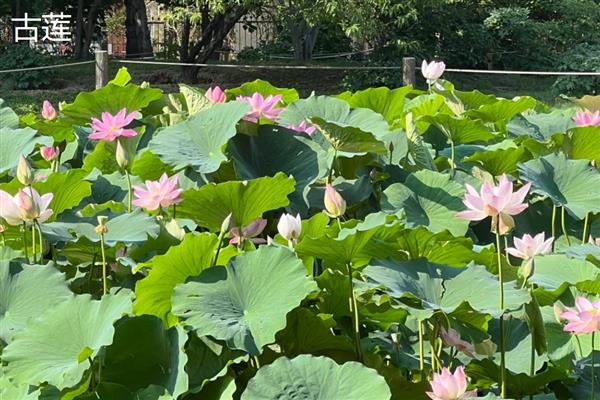 莲花有什么种类，常见千瓣莲、古莲、舞妃莲、印度红睡莲