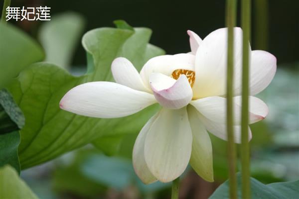 莲花有什么种类，常见千瓣莲、古莲、舞妃莲、印度红睡莲