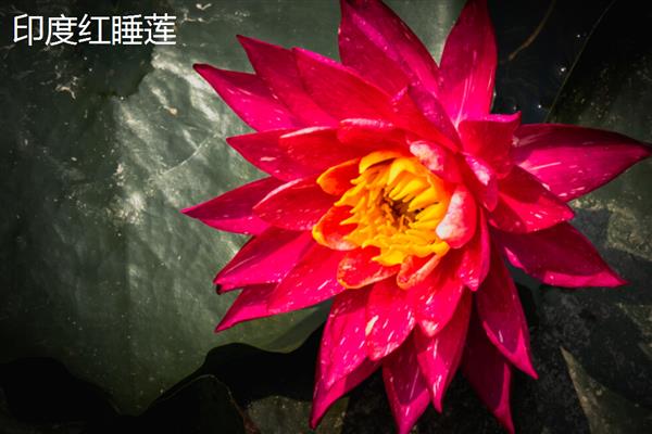莲花有什么种类，常见千瓣莲、古莲、舞妃莲、印度红睡莲