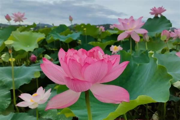 莲花有什么种类，常见千瓣莲、古莲、舞妃莲、印度红睡莲