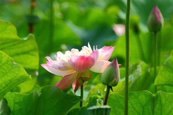 莲花有什么种类，常见千瓣莲、古莲、舞妃莲、印度红睡莲