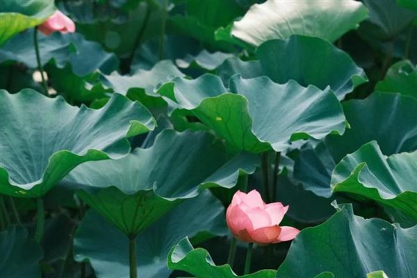 莲花有什么种类，常见千瓣莲、古莲、舞妃莲、印度红睡莲