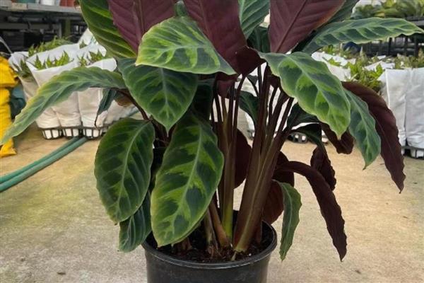 紫背竹芋的分盆方法,把植株分成几株后再分盆种植