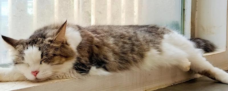 怎么让猫咪的毛发变得有光泽，提供均衡的营养可以增加毛发光泽度