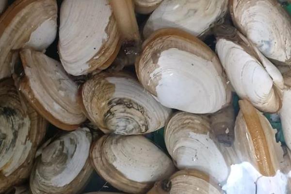 常吃的贝类海鲜，常见的有牡蛎、白蛤等