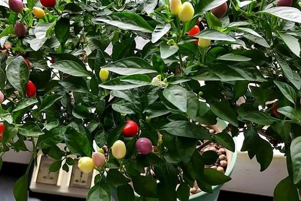 七彩椒的盆栽方法,定植一周后追施复合肥