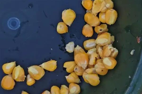 玉米播种要注意什么，种植地要远离工矿区和公路