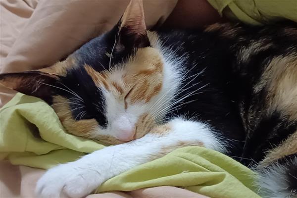 怎么让猫咪的毛发变得有光泽,提供均衡的营养可以增加毛发光泽度
