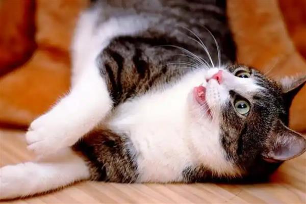 怎么让猫咪的毛发变得有光泽,提供均衡的营养可以增加毛发光泽度