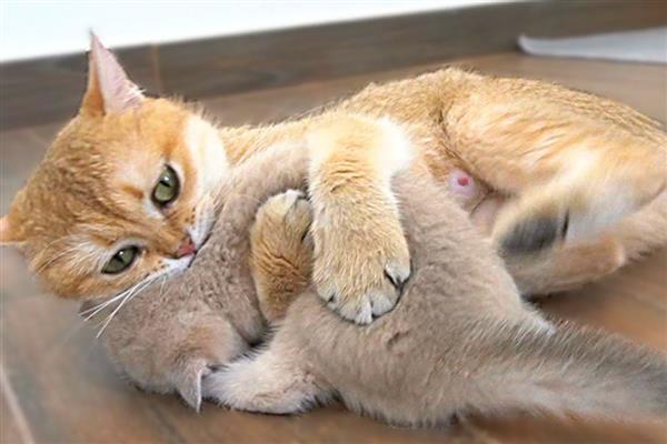 怎么让猫咪的毛发变得有光泽,提供均衡的营养可以增加毛发光泽度