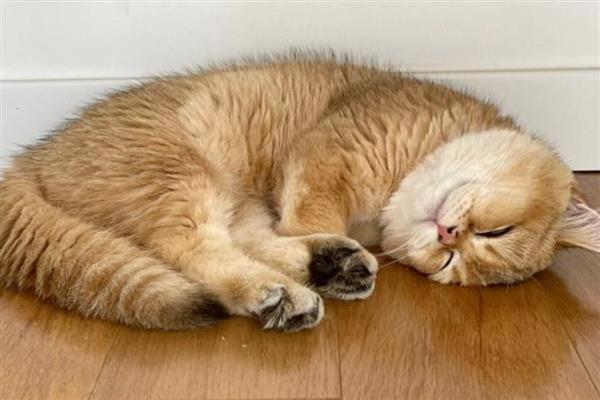 怎么让猫咪的毛发变得有光泽,提供均衡的营养可以增加毛发光泽度