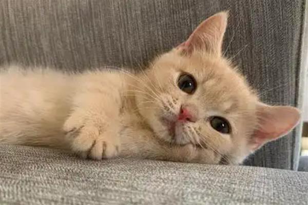 怎么让猫咪的毛发变得有光泽,提供均衡的营养可以增加毛发光泽度