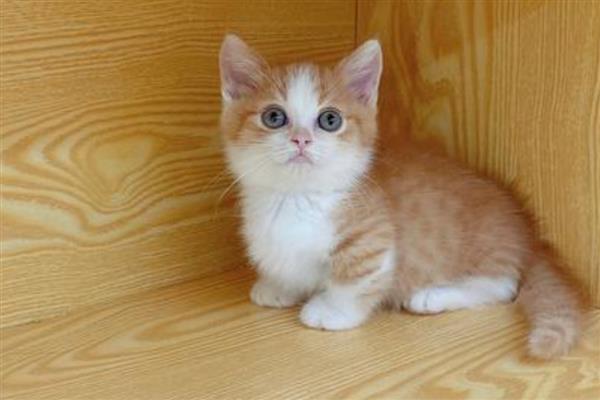 怎么让猫咪的毛发变得有光泽,提供均衡的营养可以增加毛发光泽度