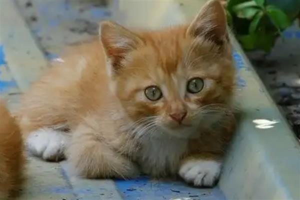 怎么让猫咪的毛发变得有光泽,提供均衡的营养可以增加毛发光泽度