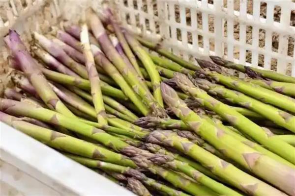 哪些瓜果蔬菜适合懒人种植,可选择韭菜、芦笋、豆芽等品种