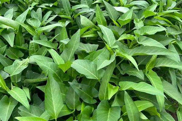 哪些瓜果蔬菜适合懒人种植,可选择韭菜、芦笋、豆芽等品种