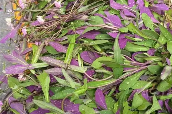 哪些瓜果蔬菜适合懒人种植,可选择韭菜、芦笋、豆芽等品种