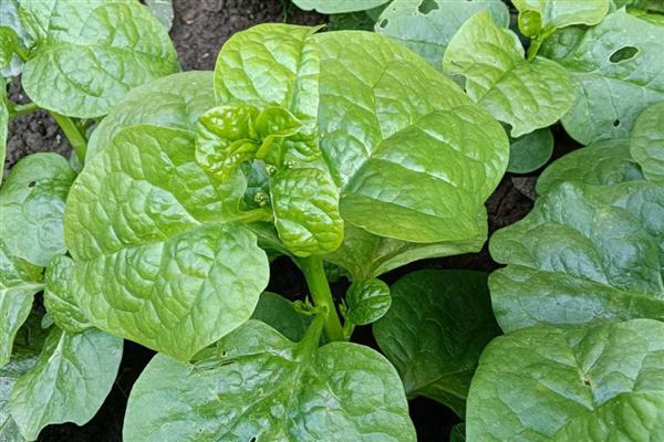 哪些瓜果蔬菜适合懒人种植,可选择韭菜、芦笋、豆芽等品种