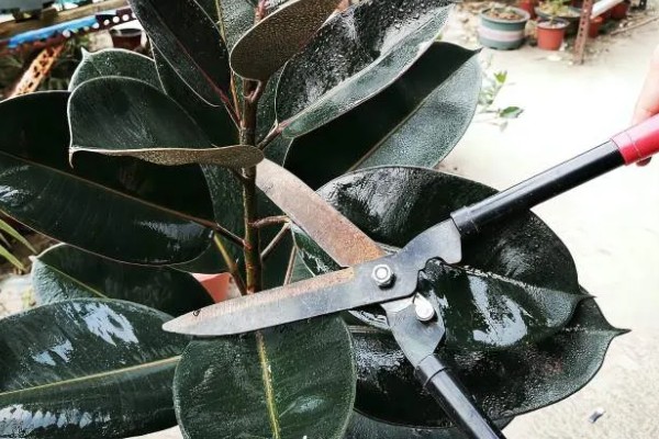 橡皮树夏季养殖方法，每隔3-5天浇一次水