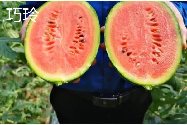4k西瓜的简介,属于花皮中果品种
