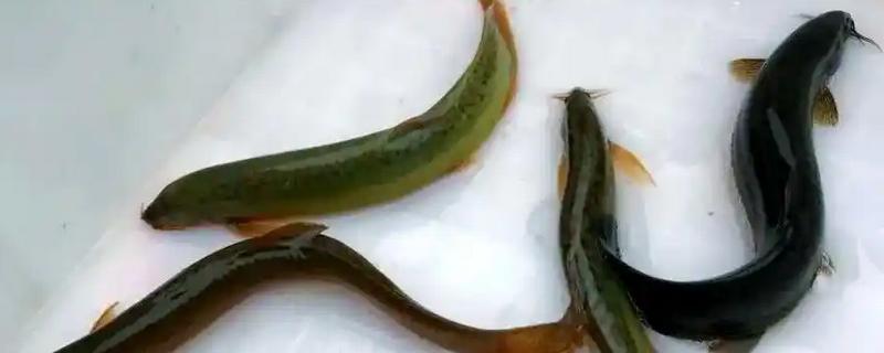 野生泥鳅几月份外出活动，一般是4-5月份
