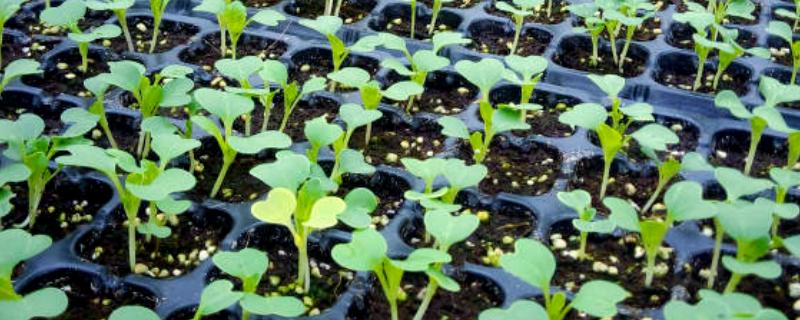 绿菜花的育苗要点，出苗前白天温度保持在25℃