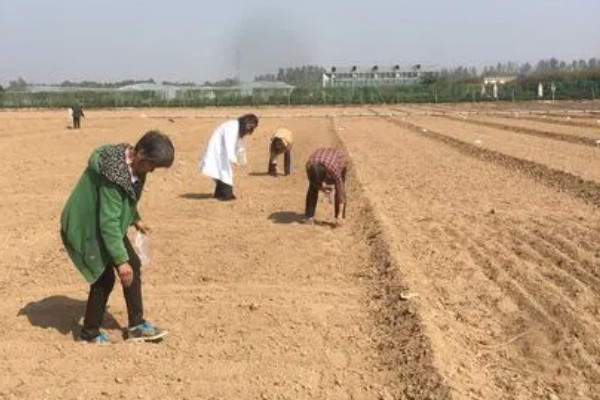 绿菜花的育苗要点，出苗前白天温度保持在25℃