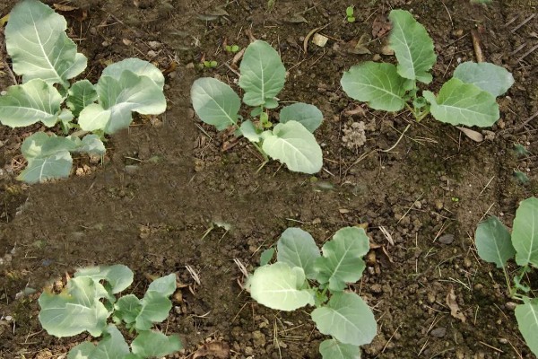 绿菜花的育苗要点，出苗前白天温度保持在25℃