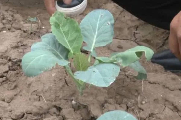 绿菜花的育苗要点，出苗前白天温度保持在25℃