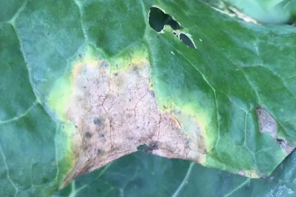 绿菜花的育苗要点，出苗前白天温度保持在25℃