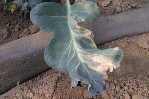 绿菜花的育苗要点，出苗前白天温度保持在25℃