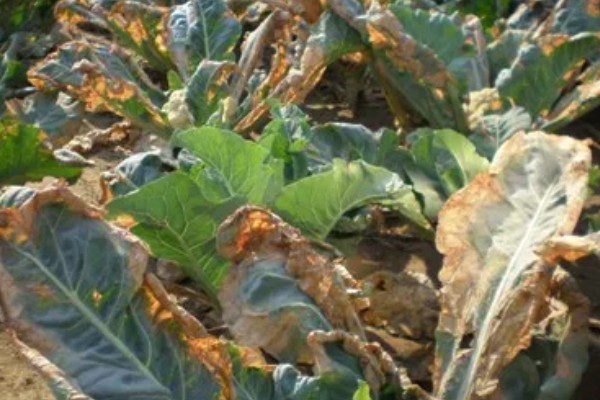 绿菜花的育苗要点，出苗前白天温度保持在25℃