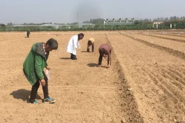 绿菜花的育苗要点，出苗前白天温度保持在25℃