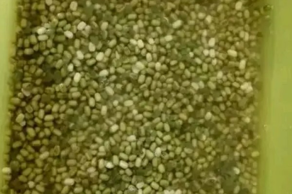 绿菜花的育苗要点，出苗前白天温度保持在25℃