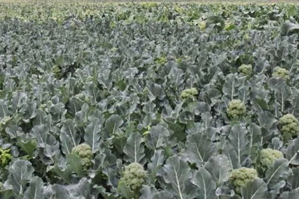 绿菜花的育苗要点，出苗前白天温度保持在25℃