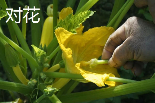西葫芦怎么对花抹瓜和喷瓜,用雄花对准雌花的柱头轻轻涂抹