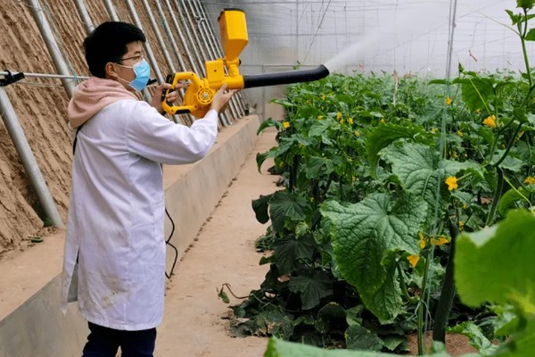 西葫芦怎么对花抹瓜和喷瓜,用雄花对准雌花的柱头轻轻涂抹