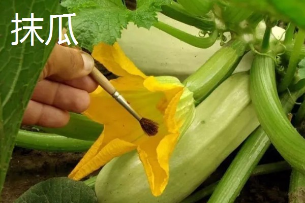 西葫芦怎么对花抹瓜和喷瓜,用雄花对准雌花的柱头轻轻涂抹