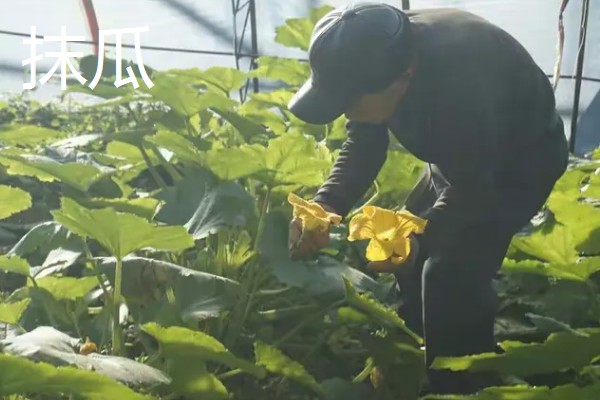西葫芦怎么对花抹瓜和喷瓜,用雄花对准雌花的柱头轻轻涂抹