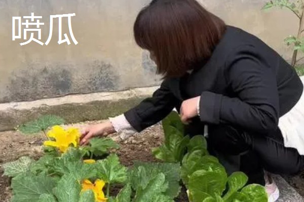 西葫芦怎么对花抹瓜和喷瓜,用雄花对准雌花的柱头轻轻涂抹