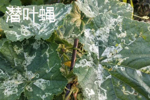 西葫芦怎么对花抹瓜和喷瓜,用雄花对准雌花的柱头轻轻涂抹